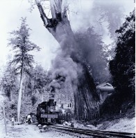 神木與火車藏品圖，第1張