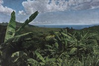 南島之風的圖片