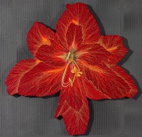 君子蘭 III藏品圖，第1張