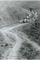 歸途 ( 羊群 )藏品圖，第1張