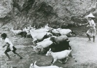 趕藏品圖，第1張