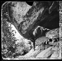 木柵黃竹蛇-2藏品圖，第1張