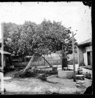 龍眼樹與水井藏品圖，第1張