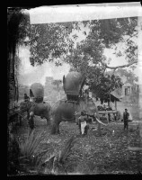 前往柬埔寨途中的兩頭大象藏品圖，第1張