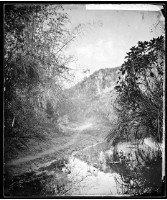 福爾摩沙茂葉藏品圖，第1張