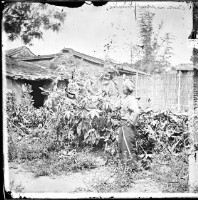 葫蘆與中國篦麻的圖片