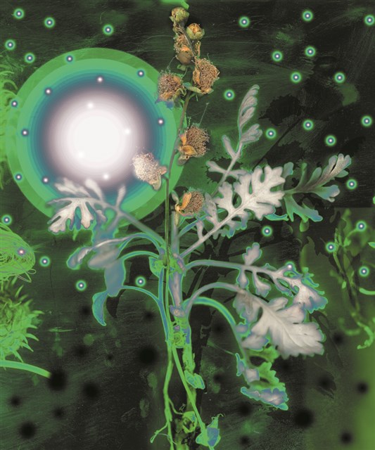 2010植物誌二，螢火銀葉菊