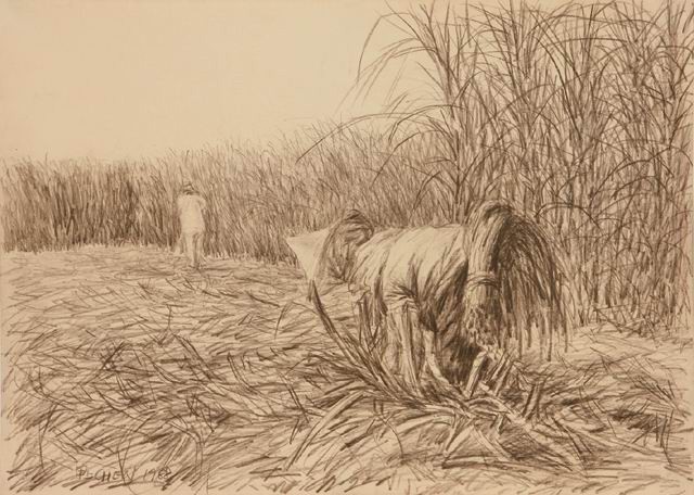 The Harvest of Sugarcane III