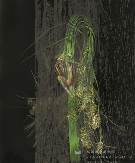 2010植物誌二，巫醫令藏品圖，第1張