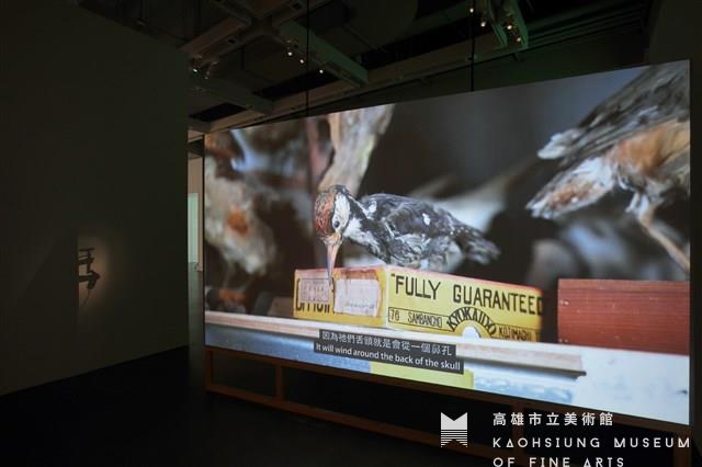 在海拔2000公尺震動—啄木鳥群震藏品圖，第2張