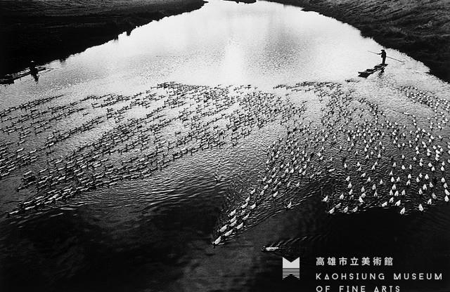 鴨群藏品圖，第1張