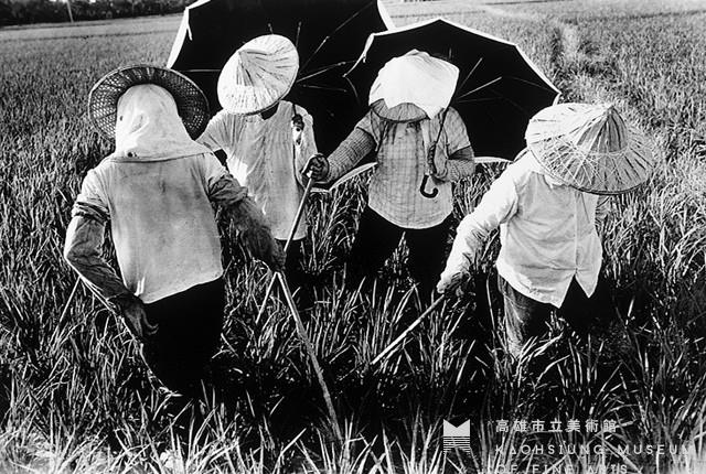 Paddy Melody Collection Image