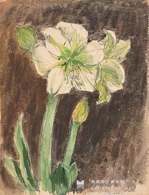 孤挺花藏品圖，第1張