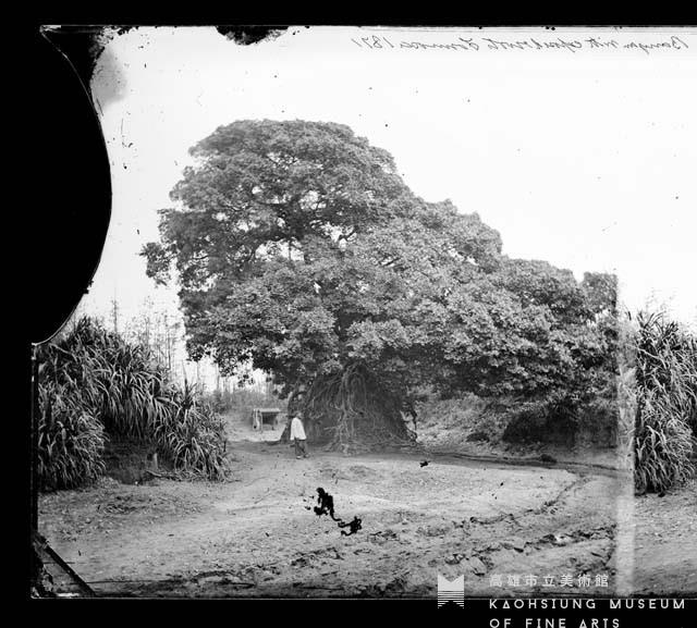 根部露出的榕樹藏品圖，第1張