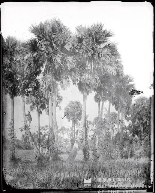 棕櫚樹藏品圖，第1張