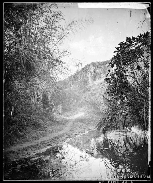 福爾摩沙茂葉藏品圖，第1張