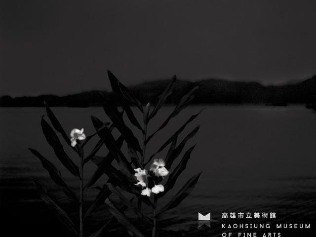 生－野薑花藏品圖，第1張