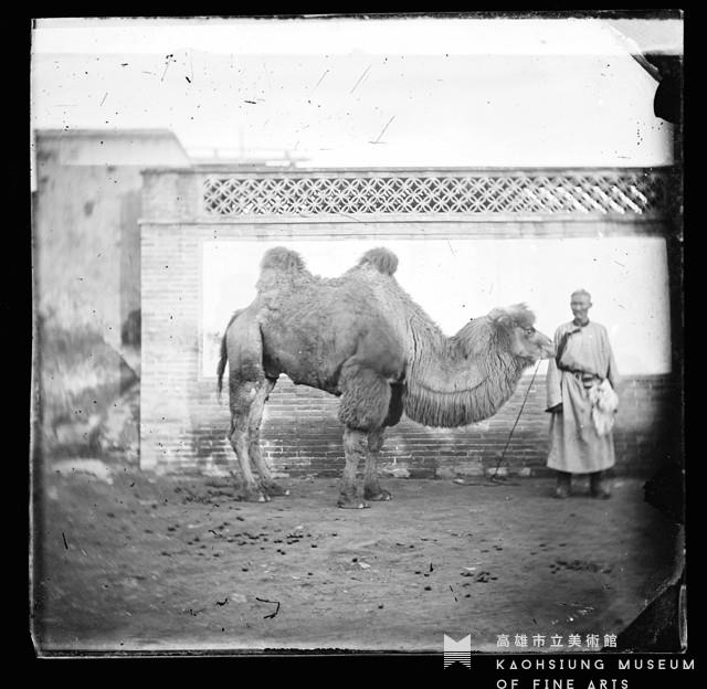 駱駝與主人藏品圖，第1張