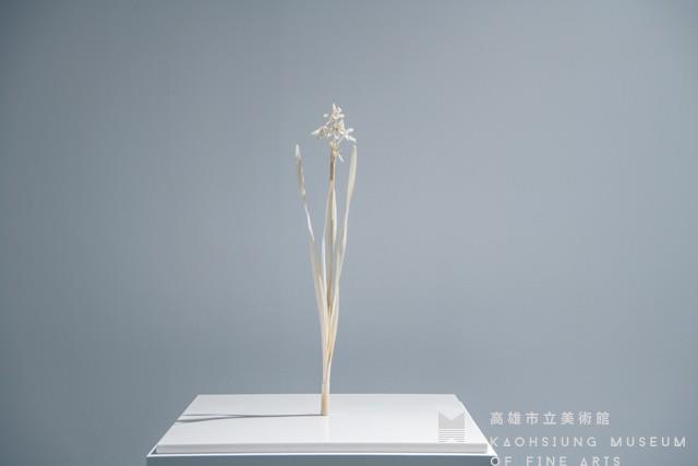 日本水仙藏品圖，第1張