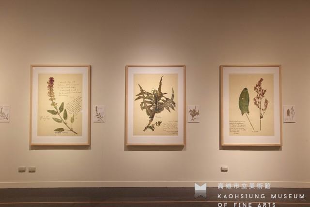 流亡的種子藏品圖，第1張