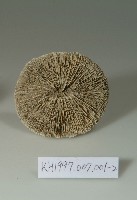 珊瑚藏品圖，第2張