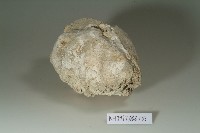 貝殼化石藏品圖，第1張