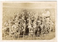 南台中專賣博覽會照片藏品圖，第6張