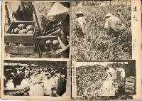 《南方の據點・臺灣寫真報道》藏品圖，第66張