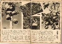 《南方の據點・臺灣寫真報道》藏品圖，第80張