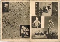 《南方の據點・臺灣寫真報道》藏品圖，第81張