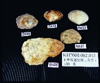 A047：花葉紋豆青瓷杯、A051：白瓷碗底足、A059：白瓷碗底足、A115：鶴紋印花青花碗圈足、A158：「高雄市役所」款瓷杯、A159：「高雄市役所」款瓷杯、A160：「高雄市役所」款瓷杯、A161：高雄市徽蝠紋青花瓷杯蓋、A162：高雄市徽蝠紋青花瓷杯蓋、A164：福壽款青花印花碗、A166：纏枝喜字紋青花碗藏品圖，第5張