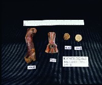 A047：花葉紋豆青瓷杯、A051：白瓷碗底足、A059：白瓷碗底足、A115：鶴紋印花青花碗圈足、A158：「高雄市役所」款瓷杯、A159：「高雄市役所」款瓷杯、A160：「高雄市役所」款瓷杯、A161：高雄市徽蝠紋青花瓷杯蓋、A162：高雄市徽蝠紋青花瓷杯蓋、A164：福壽款青花印花碗、A166：纏枝喜字紋青花碗藏品圖，第12張