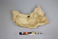 交趾陶馱象壁塑藏品圖，第2張