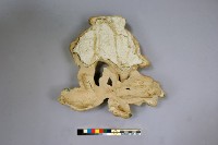 交趾陶馱象壁塑藏品圖，第4張