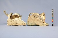 交趾陶虎、象塑像藏品圖，第8張