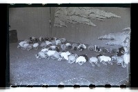 登錄號:KH2002.007.0095藏品圖，第23張