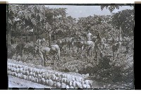 登錄號:KH2002.007.0152藏品圖，第20張