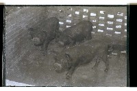 登錄號:KH2002.007.0152藏品圖，第22張