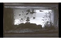 登錄號:KH2002.007.0233藏品圖，第16張