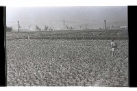 登錄號:KH2002.007.0269藏品圖，第13張