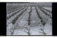 登錄號:KH2002.007.0405藏品圖，第14張