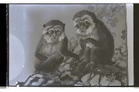 登錄號:KH2002.007.0431藏品圖，第1張