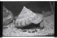 登錄號:KH2002.007.0472藏品圖，第2張