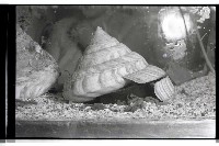 登錄號:KH2002.007.0472藏品圖，第3張