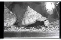 登錄號:KH2002.007.0472藏品圖，第4張