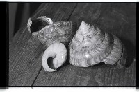 登錄號:KH2002.007.0472藏品圖，第6張