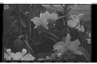 登錄號:KH2002.009.0099藏品圖，第4張