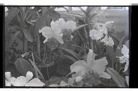 登錄號:KH2002.009.0099藏品圖，第5張