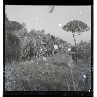 登錄號:KH2002.010.0043藏品圖，第32張