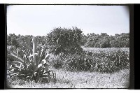 登錄號:KH2002.010.0102藏品圖，第5張